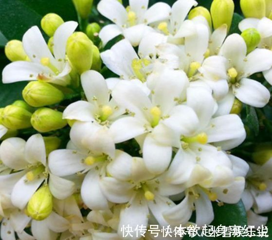 花树苗|别养绿萝！此花号称“第一香”，一年开花188天，见土就活