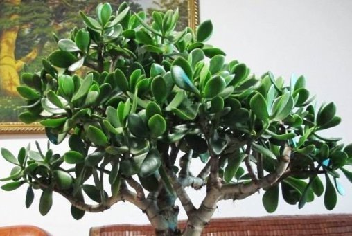 这4种花“欠修理”,要经常来几刀,才能枝繁叶茂,花开不断