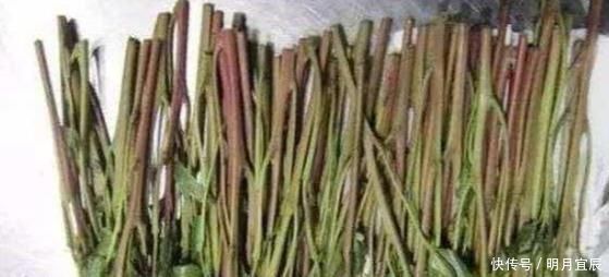 这种植物是醒脑圣药,但却也是“新型罂粟”,很多人竟然当蔬菜吃