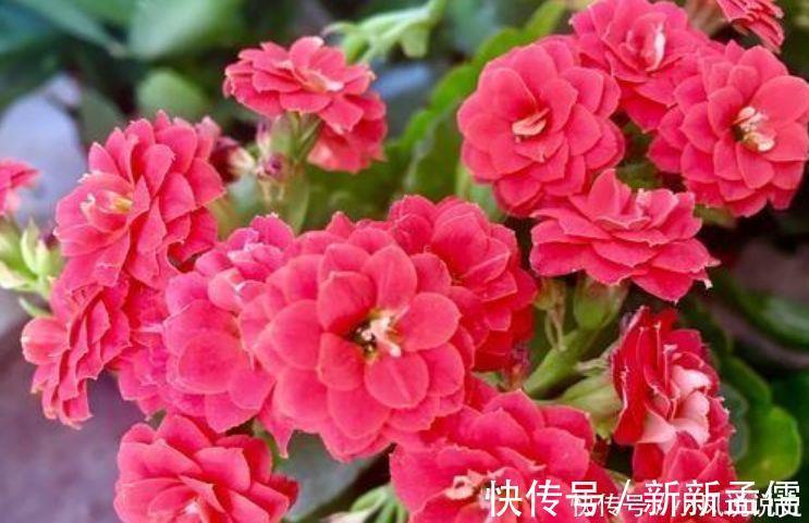 4种花是爆盆能手,开起花来拦不住,开成花海超美的