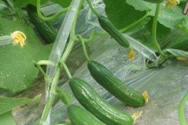 养生|冬天养生,平时坚持吃3种食物,强身滋阴,排毒消脂,营养又瘦身