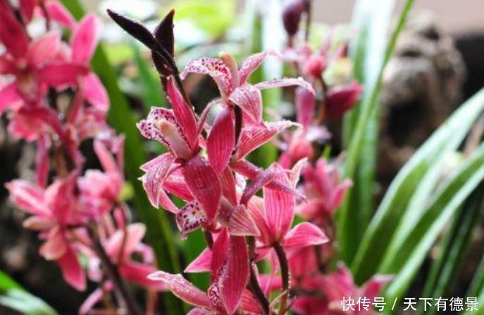 最美的5种花,谁见了都喜欢,美不胜收,入手不后悔