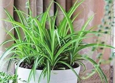 这5种花耐阴又好养,净化空气一级棒,家里养1盆,异味都消失