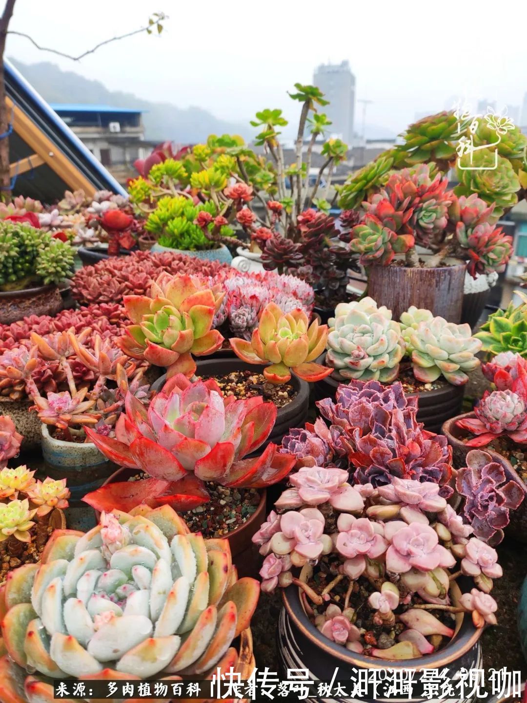 长势|为提升免疫力而养多肉植物，养肉后，体弱的我身体越来越好！