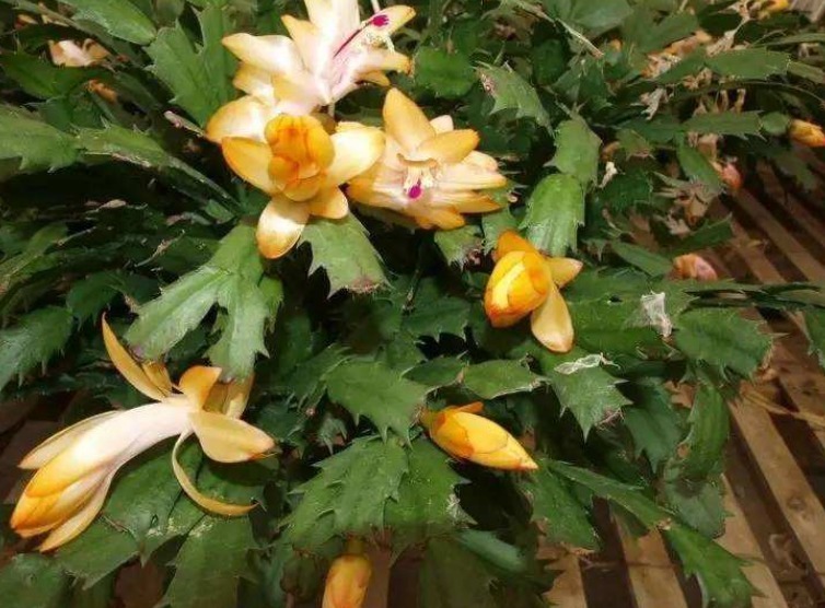 养护蟹爪兰，浇水时加点“它”，长势旺，叶片绿，花芽萌发快