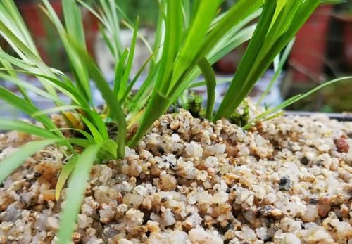 兰花可以用土来栽种吗？可以！但要分清三种两大类