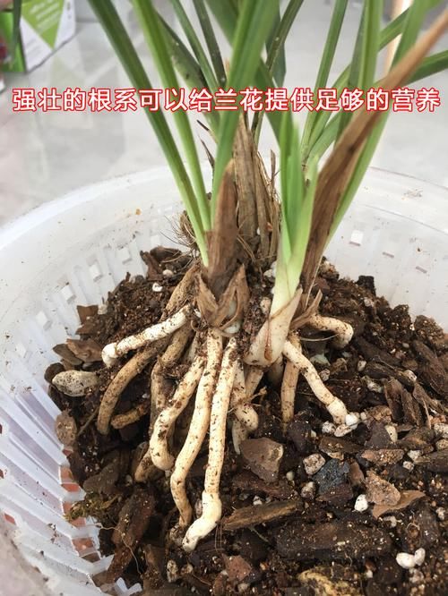 浇水|兰花长的“慢吐吐”，不长新芽不开花？来来来，咱们解析它