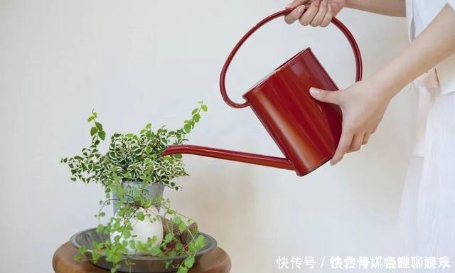 养花|用自来水、雨水、桶装水和凉开水养花的差别,哪种水养花最好呢