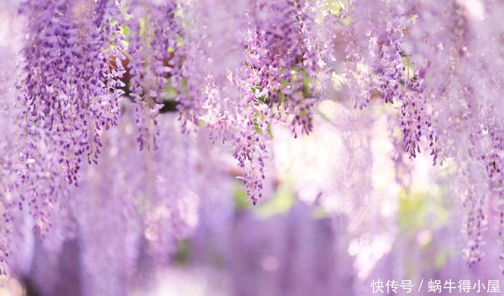 绣球、紫藤、腊梅需要低温春化,冻满一个月,否则会不开花