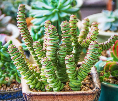 3种多肉漂亮又好养,扔盆里不用管都能长爆盆,懒人新手都能养好