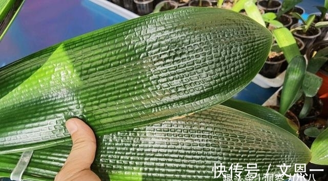 叶片|想要君子兰多发芽,避开“三种水”,当月催出花箭,绽放层叠群兰