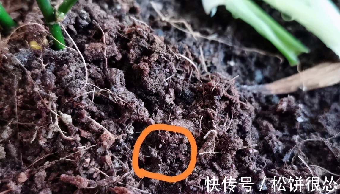 养花该如何杀虫?学会这几招,一招就能够秒杀害虫