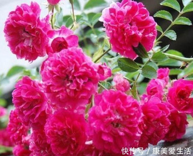 丽花|3种花自带财运,家里养一盆,开花就爆盆,不易生病好养护