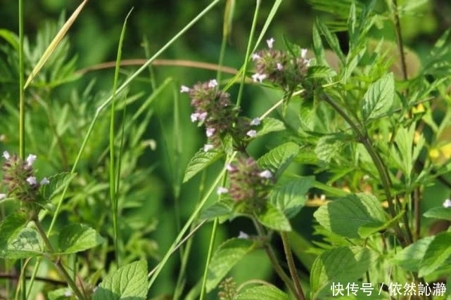野菜|这野草在农村遍地都是,曾经被红军拿来充饥,还能为皮肤做调理