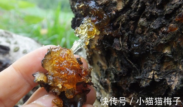 益母草|66种野菜大图片,带你见识不同的野菜和吃法,你想要的野菜这里有