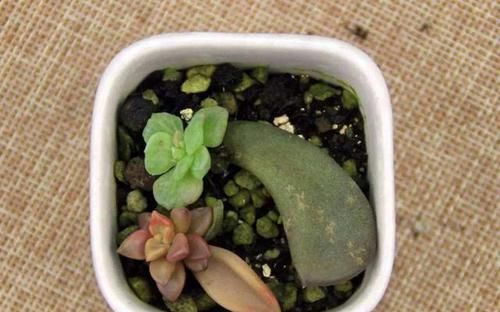  不易|高温养多肉确实不易，跟着养护专家做，可以复制出好几盆