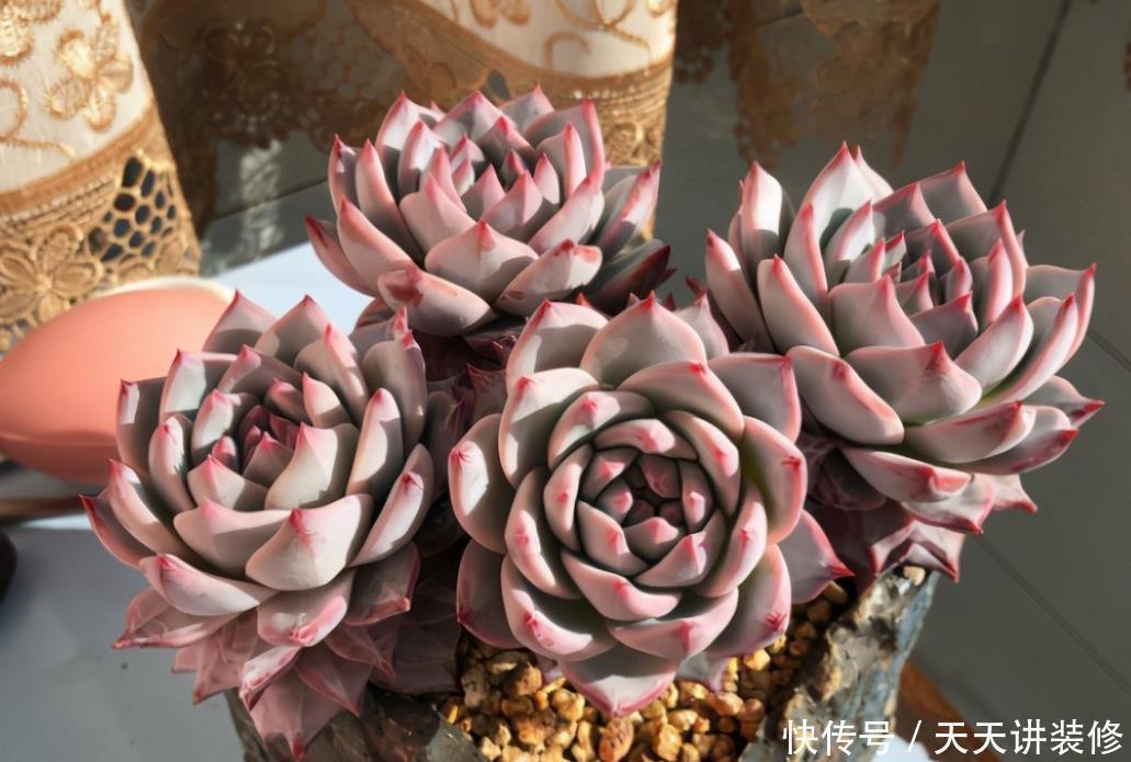 粉蓝鸟控养出状态一点都不输贵货,只要坚持控养,再丑也能逆袭