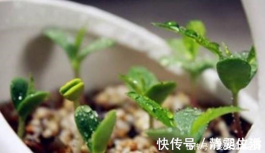 花盆|女儿吃完“它”丢进空花盆,半年后绿油油地长满盆,比盆景还好看!