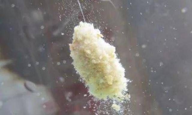 兴趣|不是跟你吹，有了这特效鲢鳙饵，鲤鱼再大都没兴趣钓，不信就试试