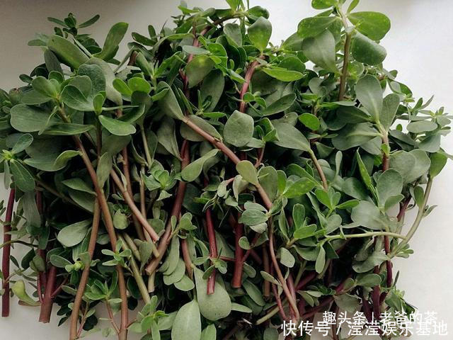 马齿苋炒鸡蛋|在农村有一种晒不死的长寿菜,市场要卖10元一斤,自己去采不花钱