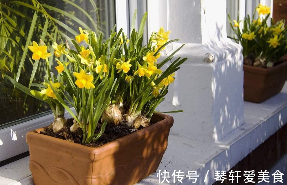 坚果壳|换盆加点坚果壳,提前这么弄,养花土变排水性好,肥力十足