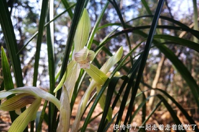 用这种方法种兰花，基本上有死无活，新手万万要注意