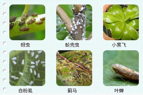 月季在春季疯长花苞的时候，最怕遇到这2种虫子，发现了赶紧用药