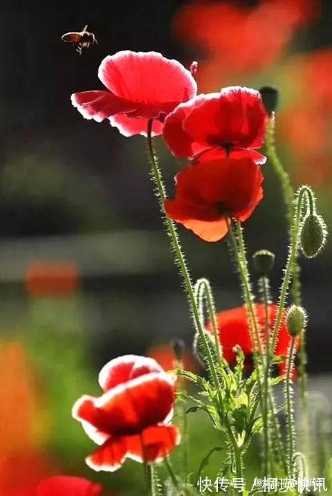 台长|“舞草”虞美人,当微风拂过阳台,它如同飞舞的彩蝶栩栩如生!