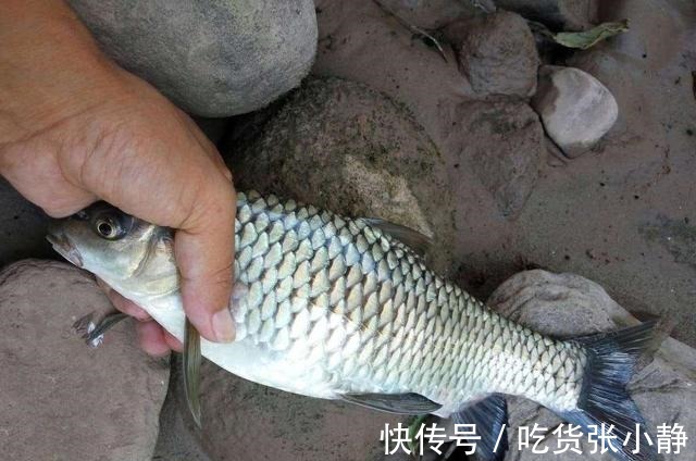 三个小时没鱼口,学会这两招,鱼口马上就不一样了