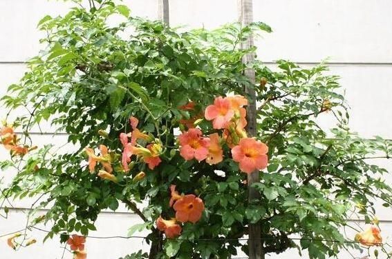 凌霄花|家里再小,3种“吊盆花”也要养,花芽一钻上百朵,花开成“帘”