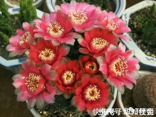 5种网红懒人盆栽,浇水越少长得越旺,勤快人一般都养不好!