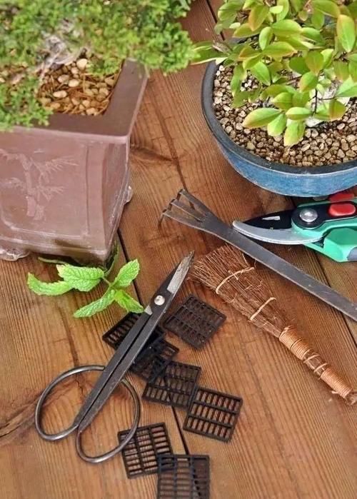 11株苗扎堆，不是柴火，而是一道苍山叠翠山水风光的水旱盆景！