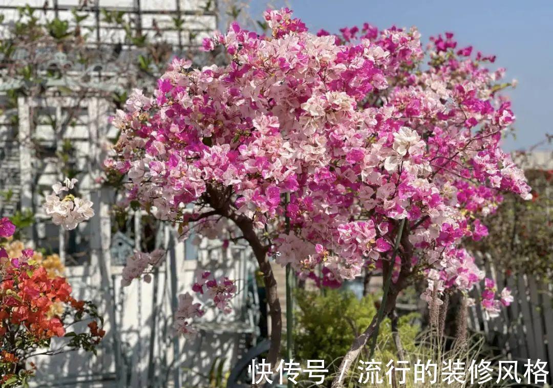 这花就要养老桩,年年开花,越老越值钱