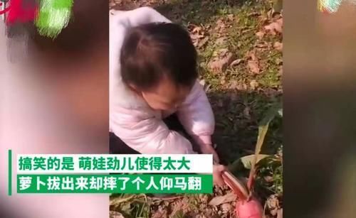 兴趣爱好|萌娃边唱歌边拔萝卜，下一秒摔了个人仰马翻，网友：萝卜太不配合