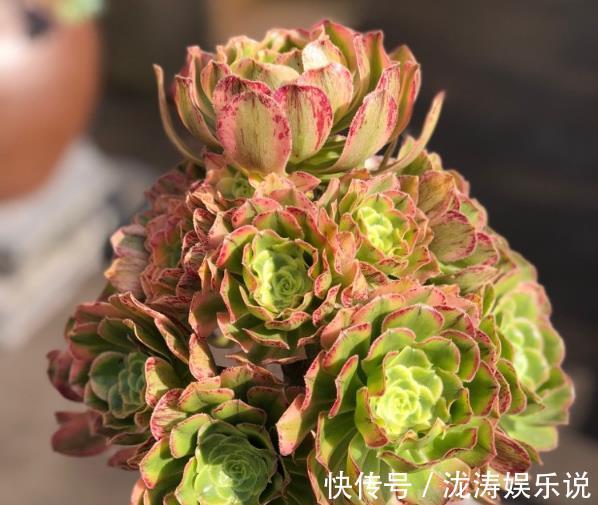 养护|在家养多肉，学好这些技巧，花盆都长满！