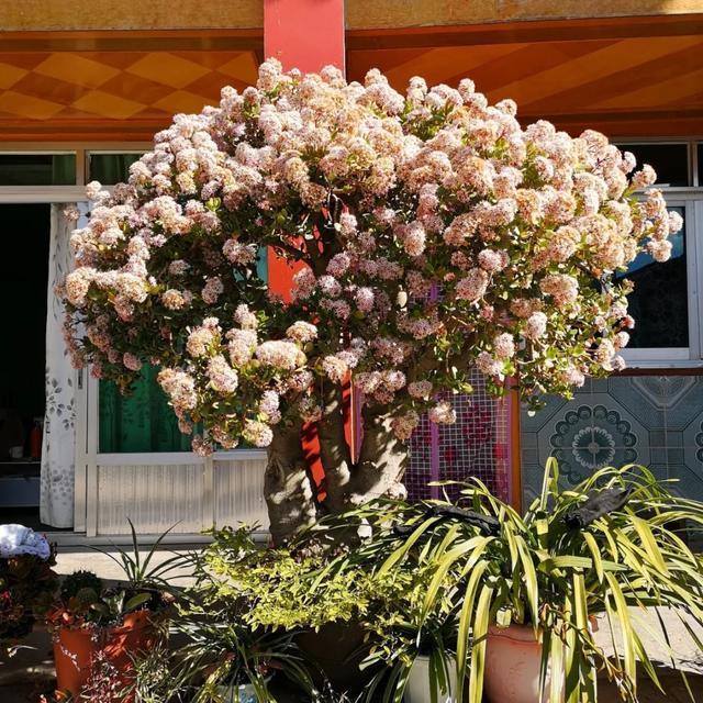 叶子|嫌花长的丑,趁现在砍头,满盆都是新叶子!