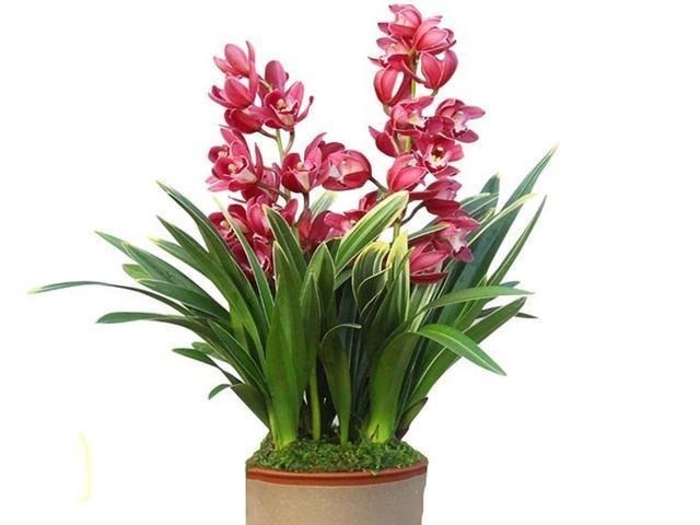 花卉|养兰花、蟹爪兰和君子兰需记住,不能触碰三点,这是自然规律!