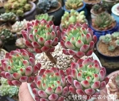 多肉|多肉植物种植技巧