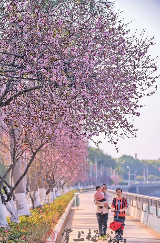 丰良镇|这一幅幅美轮美奂的客都春花图，每张都是壁纸！