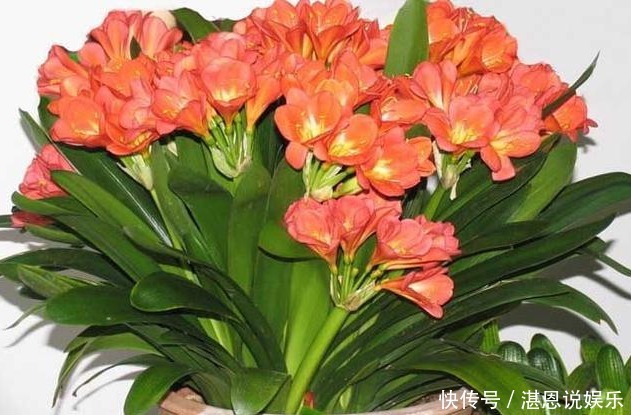 叶片|养君子兰,学会关键1招,叶片油绿,花开不停,一次开花几十朵!
