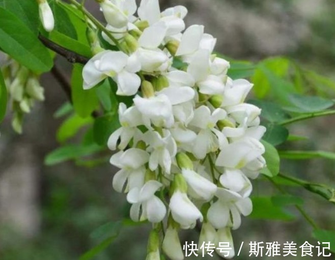 效果|隐藏在乡下的四种抗癌菜，效果比蒲公英更佳呢，在城里花钱也没有