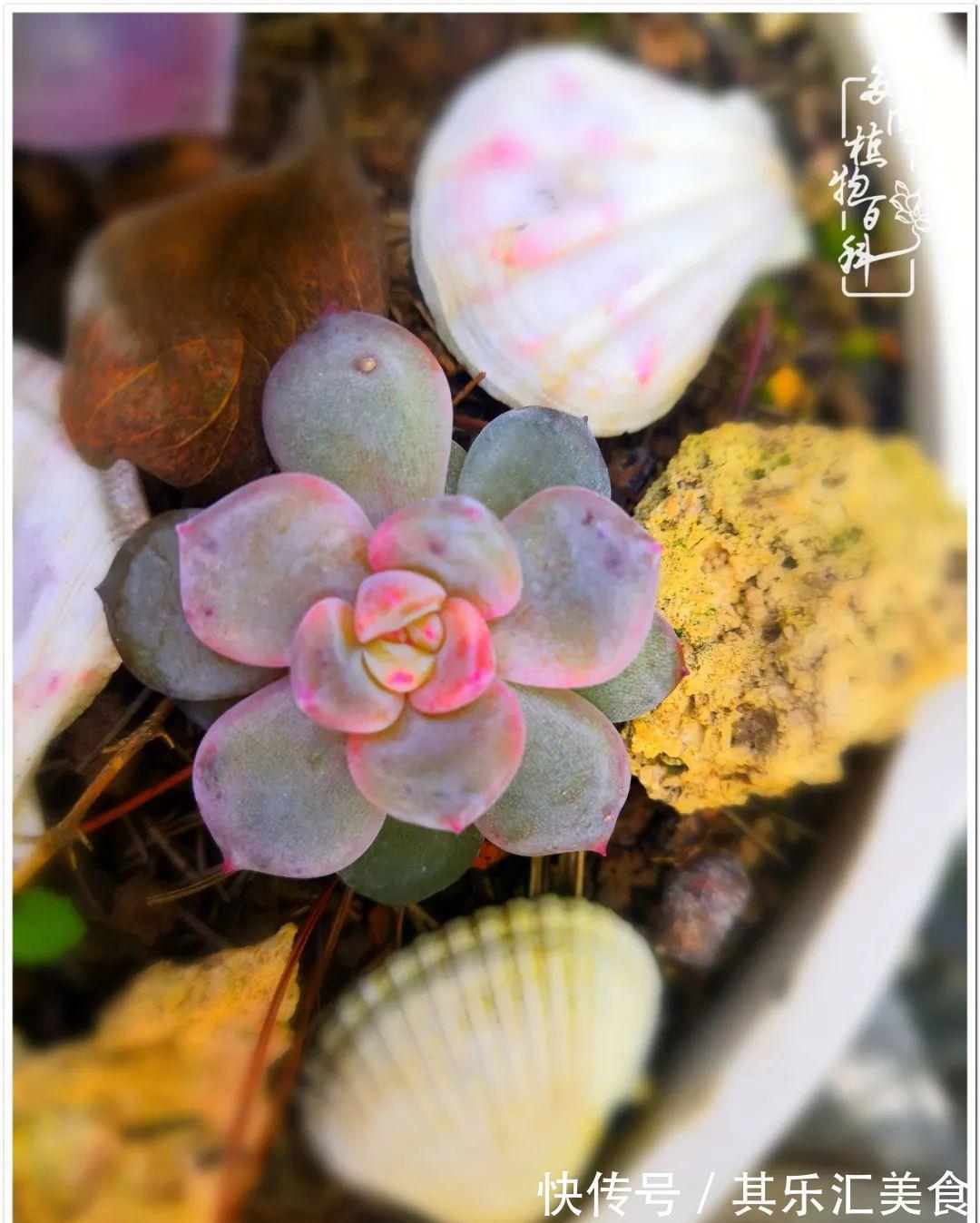 胧月,它生了一场大病!