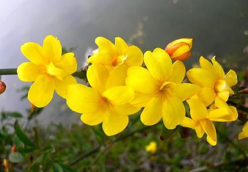 牡丹科|几款花卉开花多又香，美艳又动人，美如莲花，花开烂漫