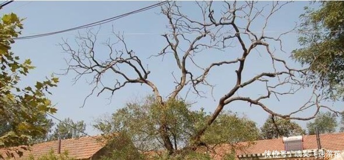 为什么很多农村人都喜欢吃槐花,有什么益处吗