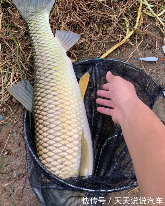 野钓到底什么饵料好?小鱼商品大鱼发酵,但要留意搭配