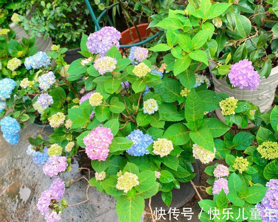 冬日室内盆栽绣球花，记不住这4点要求算白干