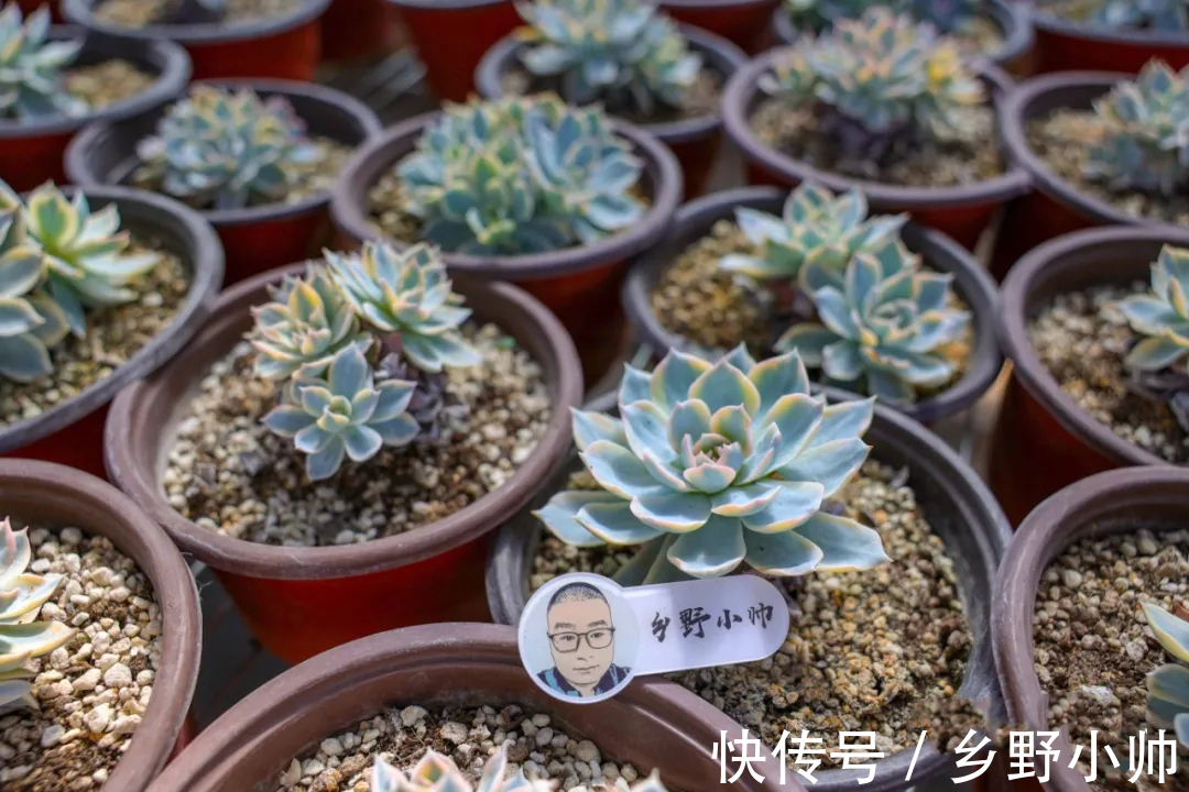 多肉|做好这几点，多肉养个两三年，变成大老桩
