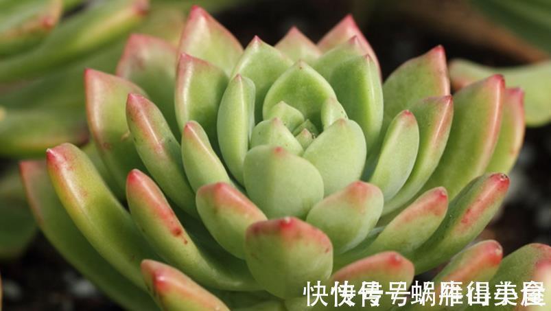 多肉|多肉中的“普货”马库斯，好养又漂亮，于新人而言却是“精品”