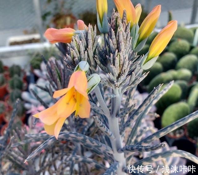 落地生根属的大家庭,品种多,花朵好看!