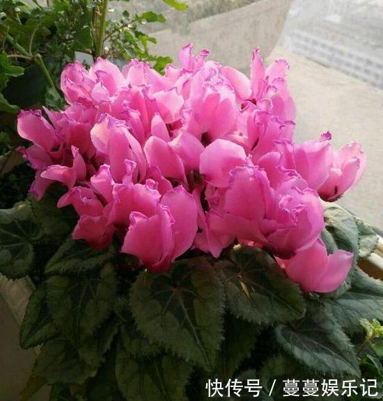 养殖仙客来要注意什么?了解5个关键点,植株枝叶多、开花多